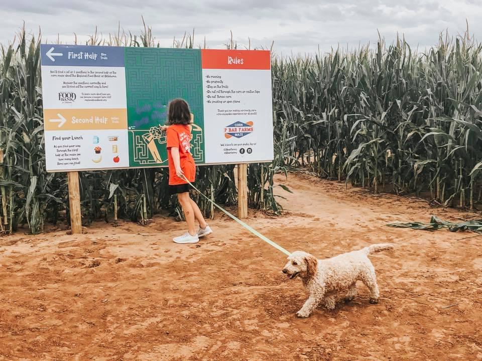 Pet Friendly P Bar Farms Corn Maze