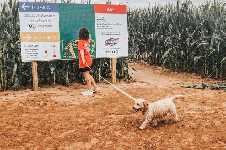 Pet Friendly P Bar Farms Corn Maze