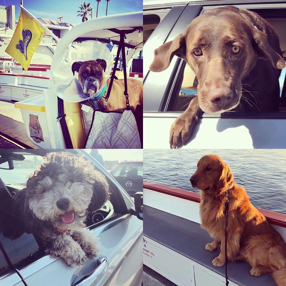 Pet Friendly Balboa Island Ferry