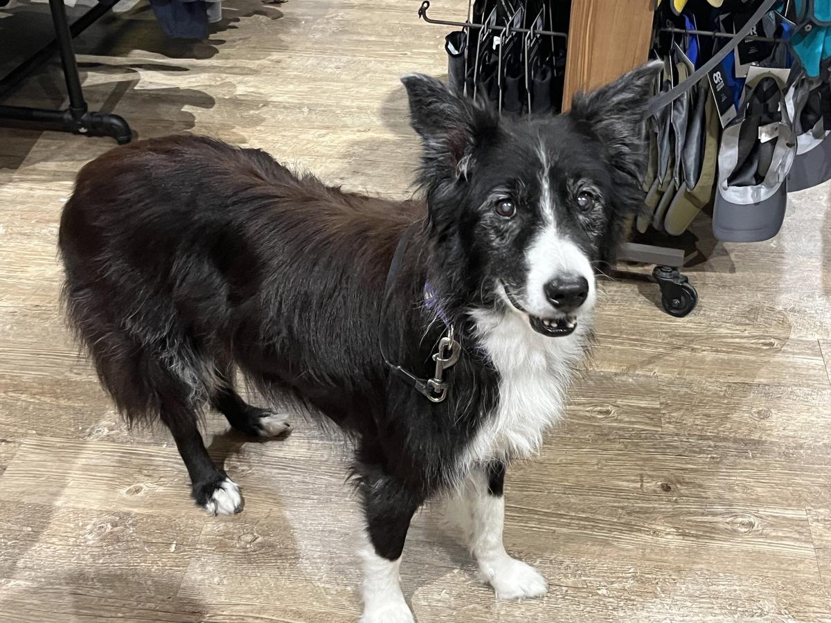 Dog Friendly Shopping in Bar Harbor ME BringFido