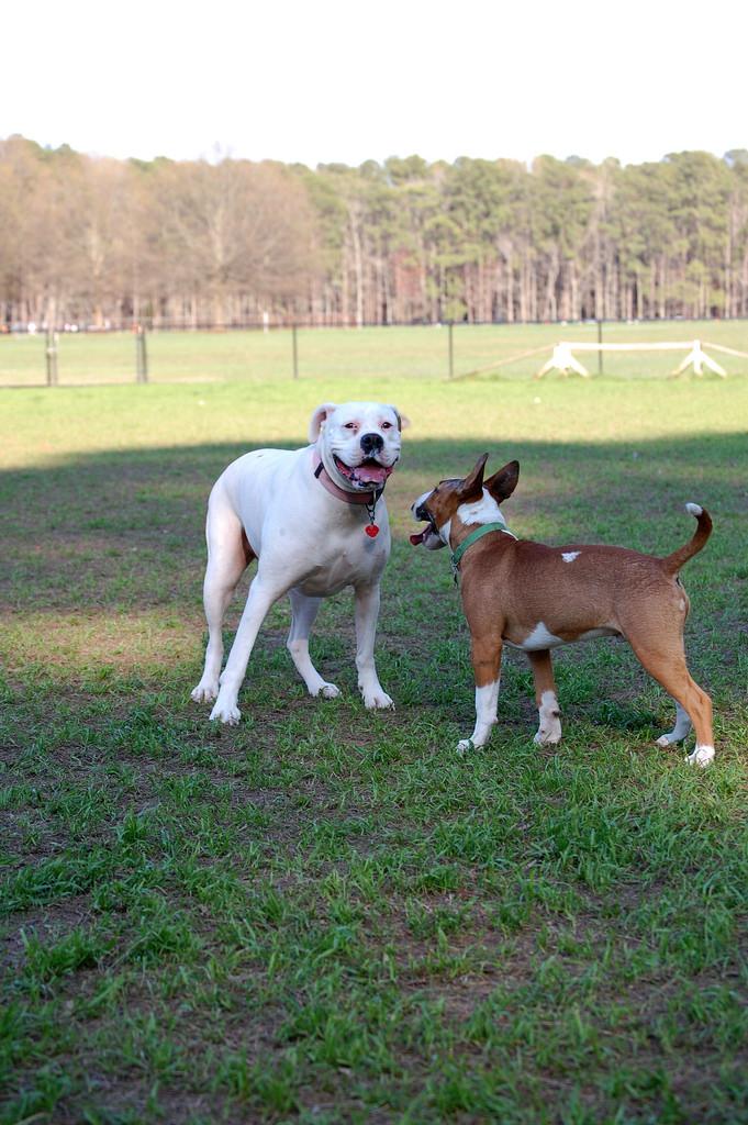 are dogs allowed at metro beach