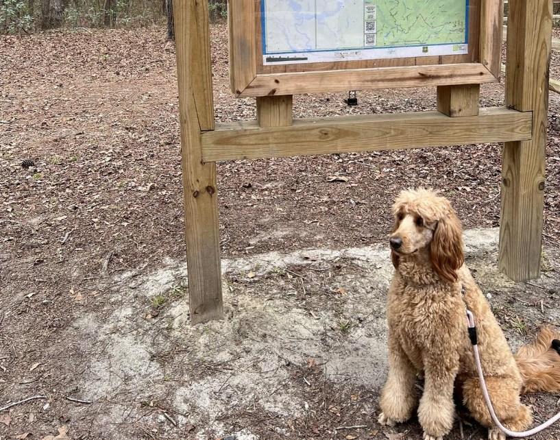 Pet Friendly Swamp Fox Passage (Palmetto Trail)
