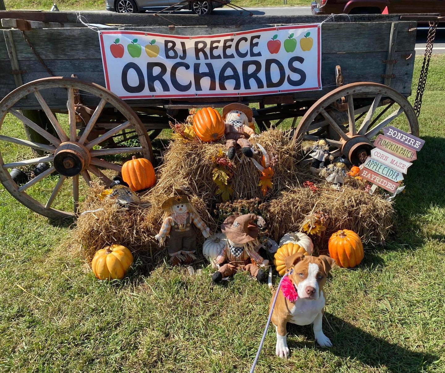 Pet Friendly B.J. Reece Orchards