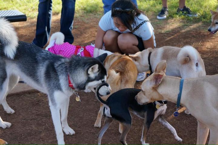 Pet Friendly Elaine Dobashi Hawai'i Kai Dog Park