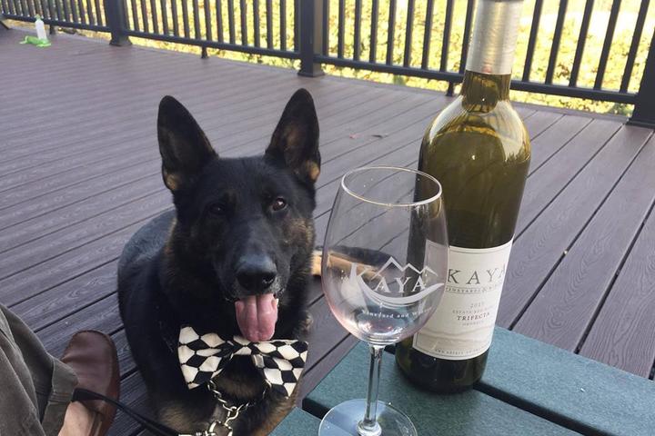 Pet Friendly Kaya Vineyard & Winery