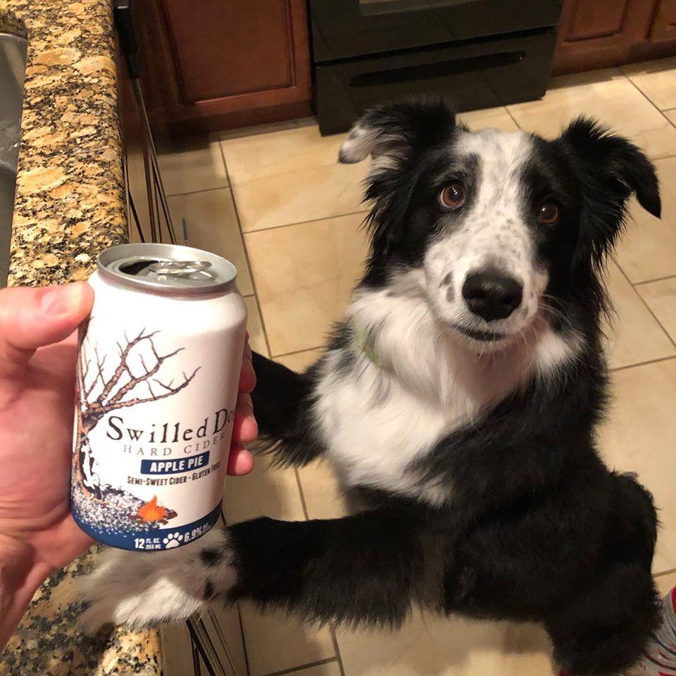 Pet Friendly Swilled Dog Hard Cider