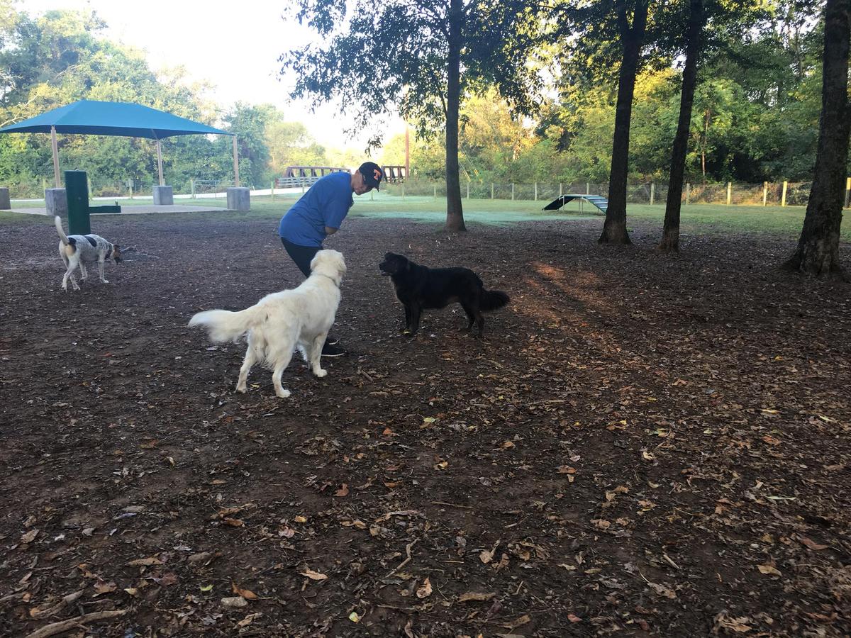 Nutro hotsell dog park