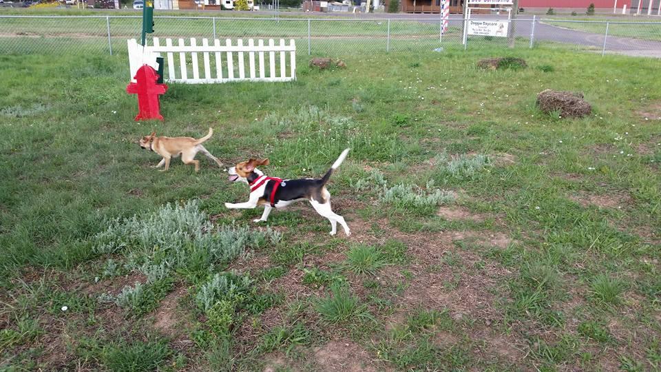 Pueblo Village Dog Park
