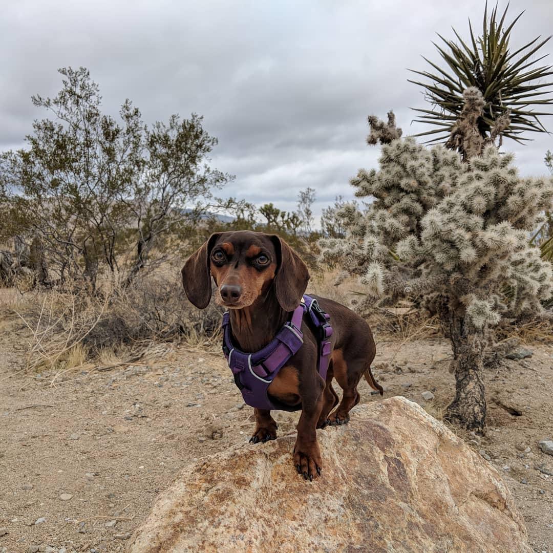 can you take your dog to joshua tree national park