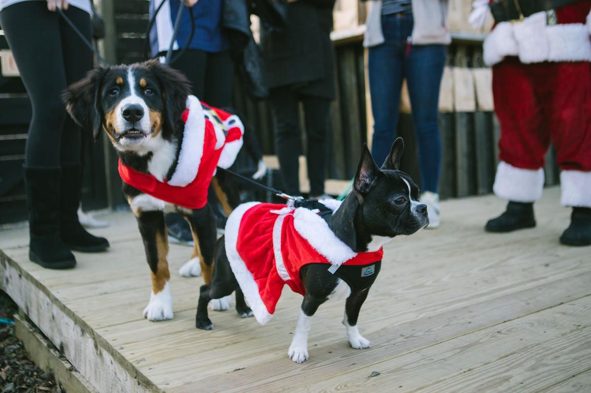 berry hill boston terriers
