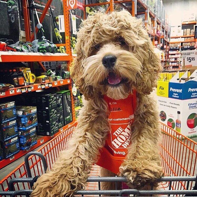 Home Depot Allow Dogs Great Offers, Save 60 jlcatj.gob.mx