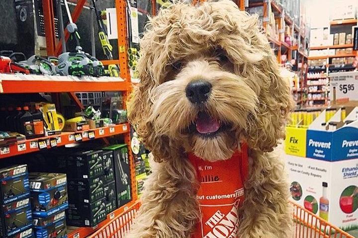 Pet Friendly The Home Depot