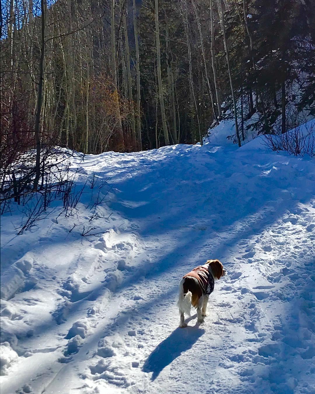 Dog Friendly Hiking Trails In Telluride Co Bringfido