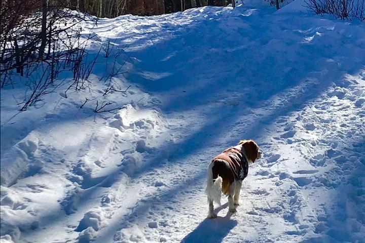 Dog Friendly Hiking Trails In Telluride Co Bringfido Dog Friendly Hiking Trails In Telluride Co Bringfido