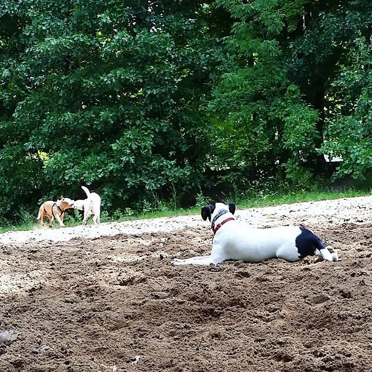 Off leash discount k9 training lansing