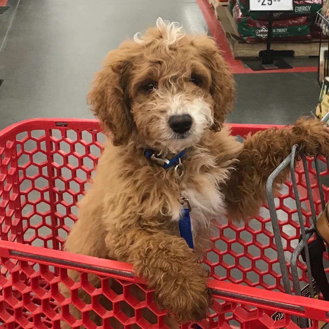Pet Friendly Tractor Supply Co. Crawfordville