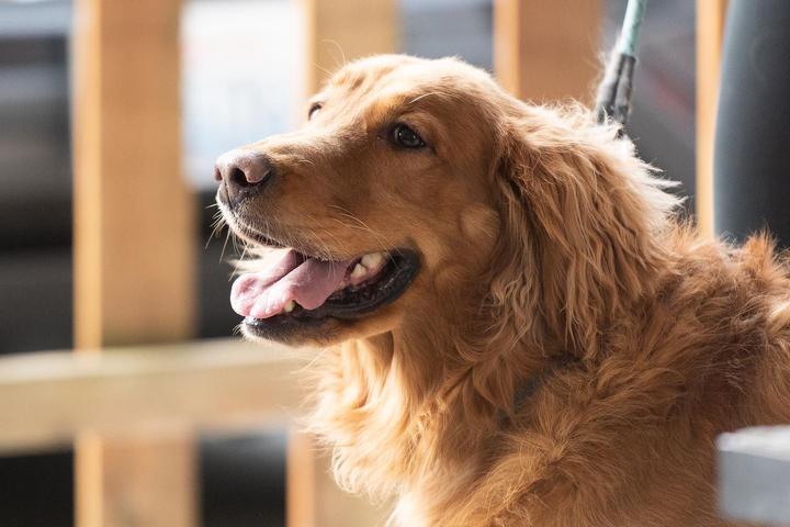 Pet Friendly Penn Cove Brewing Co. - Coupeville Brewery & Taproom