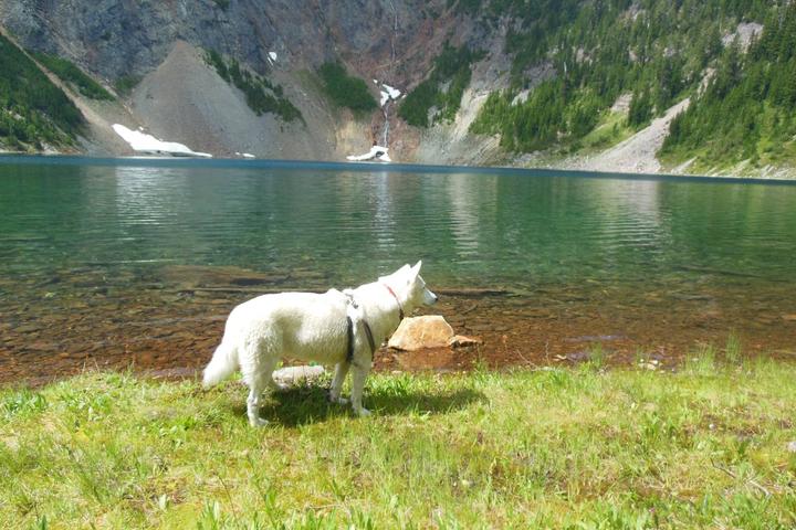 Pet Friendly Poodle Dog Pass-Silver Lake-Twin Lakes Trail