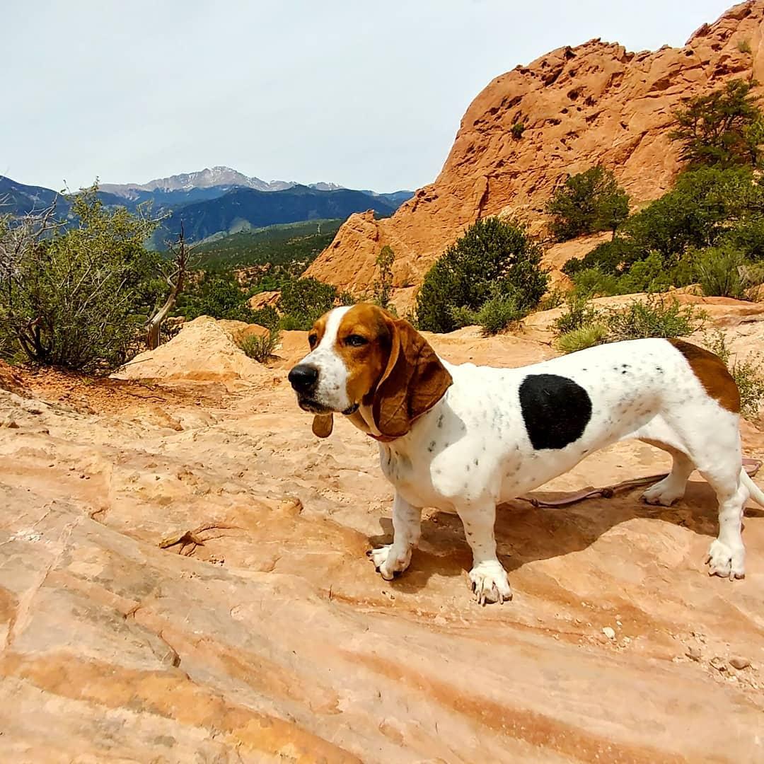 Castlewood sales basset hounds