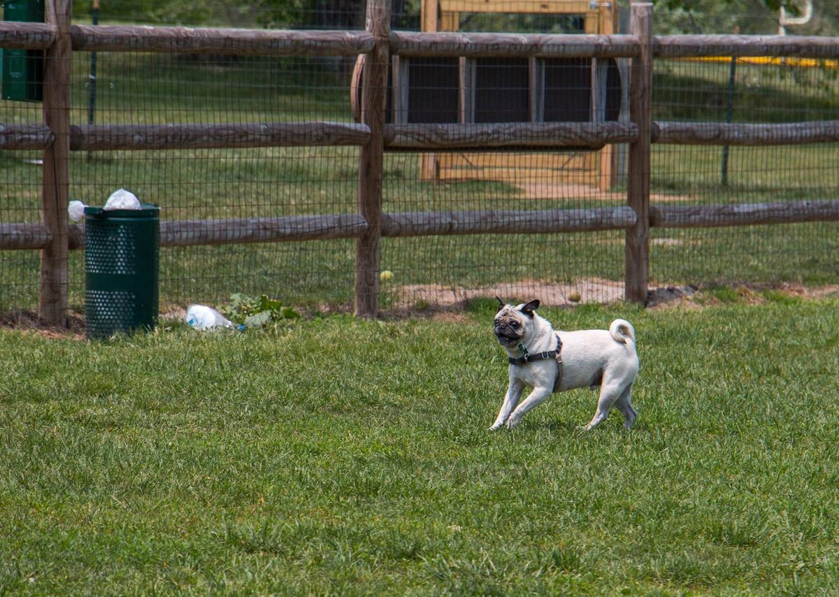 South Kingstown Dog Park south-kingstown-dog-park