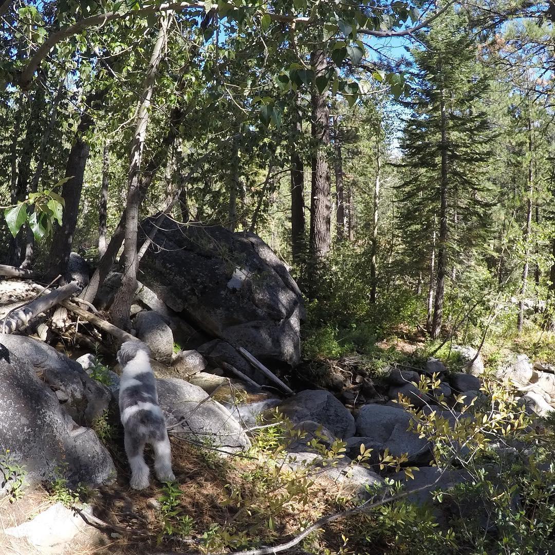 Dog friendly hikes olympic national clearance forest