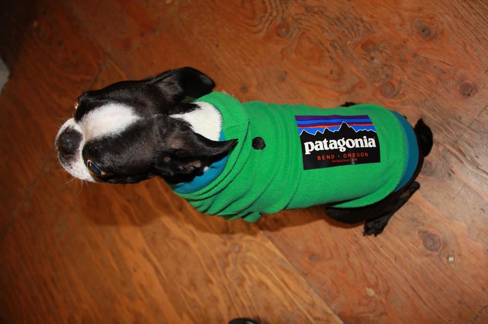 patagonia dog sweater