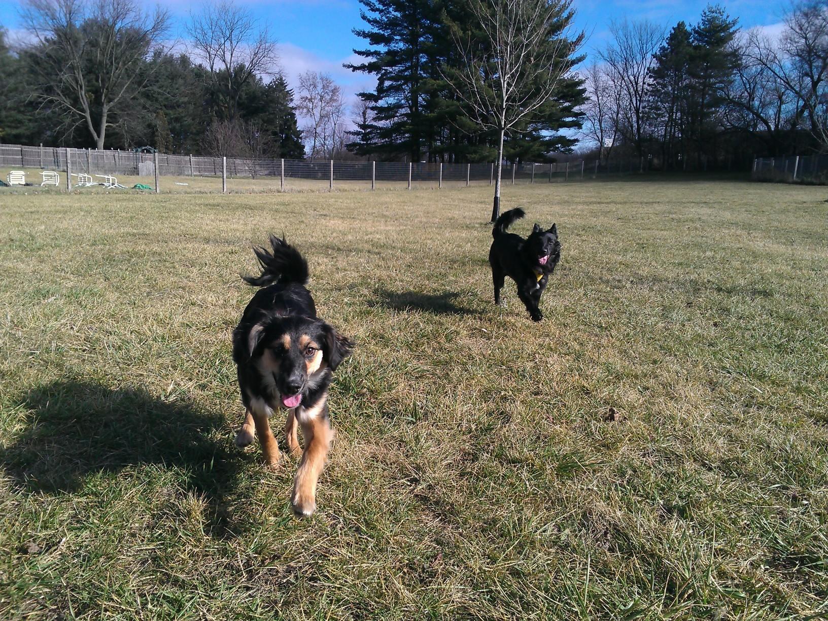 are dogs allowed in janesville parks