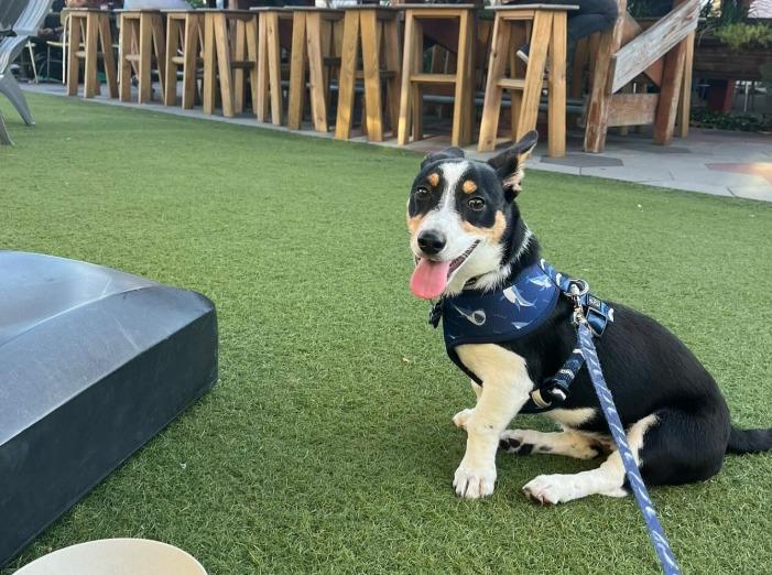 Pet Friendly Green Bench Brewing Company
