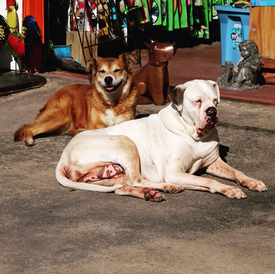 Pet Friendly Easley Flea Market