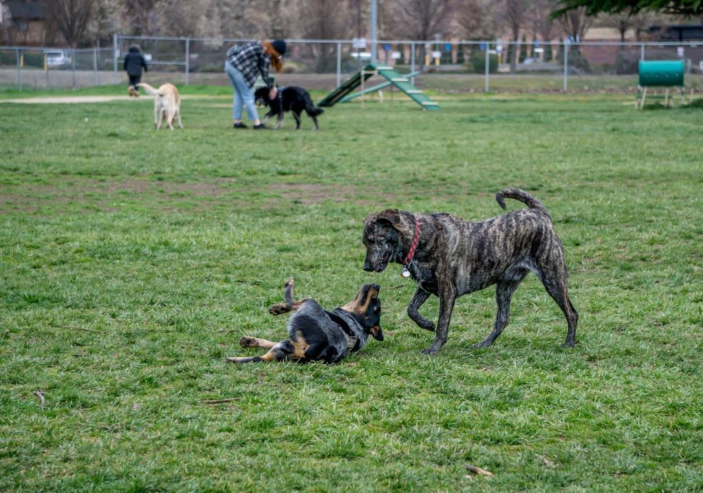 Phoenix cheap dog park