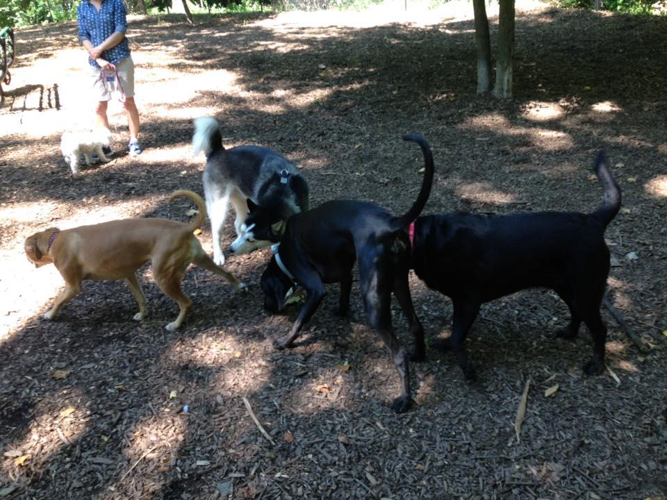 Cabin John Dog Park