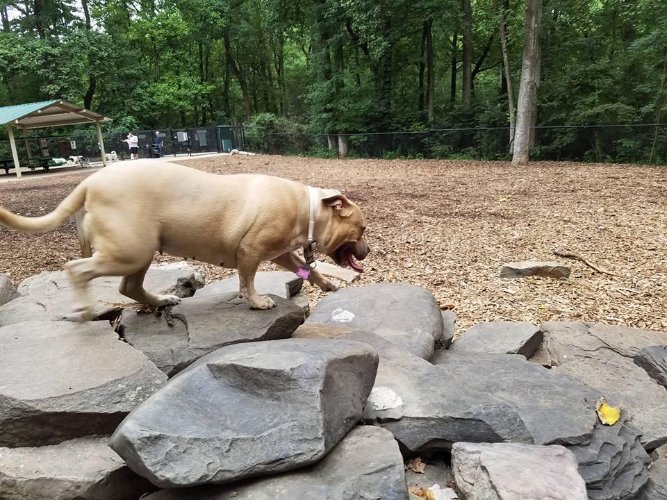 Cabin John Dog Park