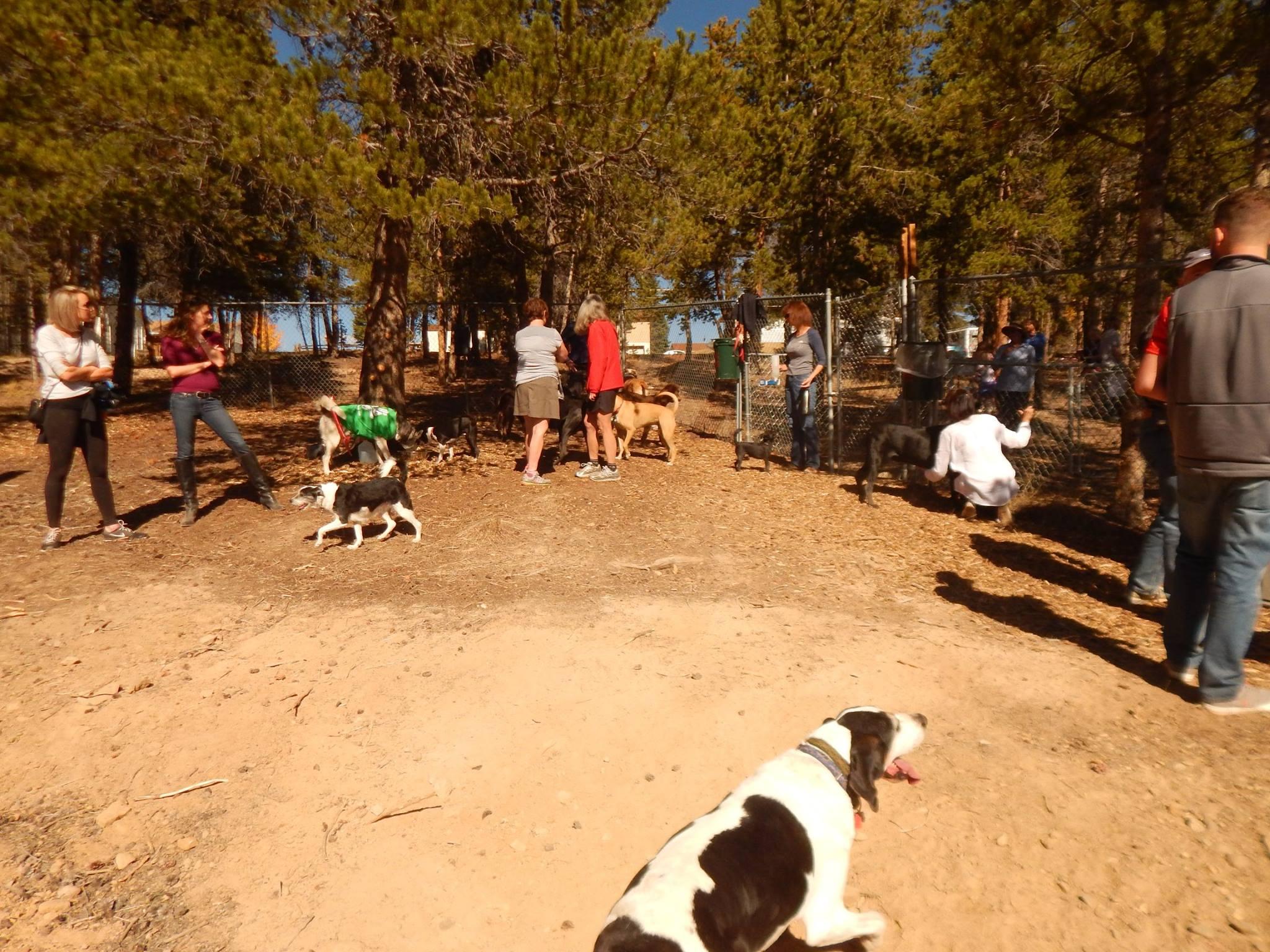 Pet Friendly Lake County Dog Park