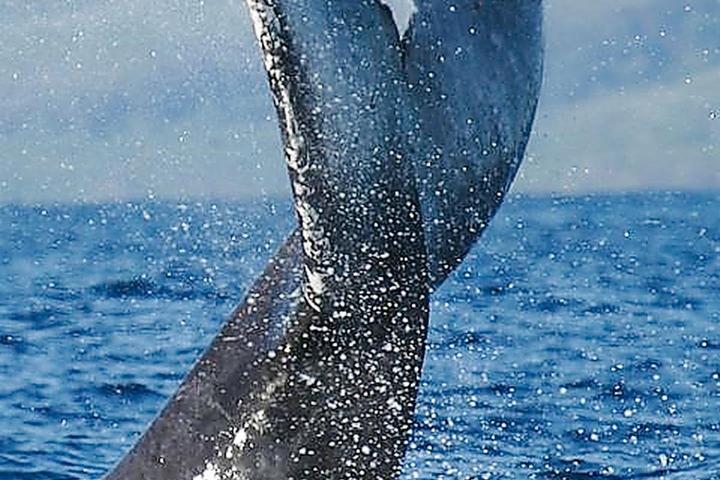 Pet Friendly 2 Hr Private Whale Watch (30 Guests)
