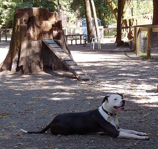 Pet Friendly Bruno Farnocchia Dog Park