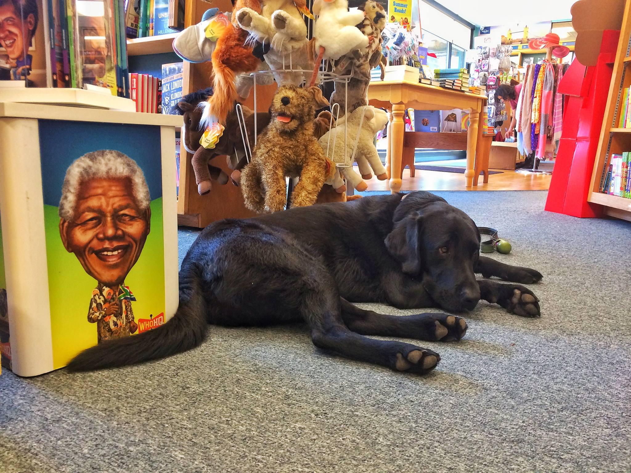 Pet Friendly Book Passage Bookstore