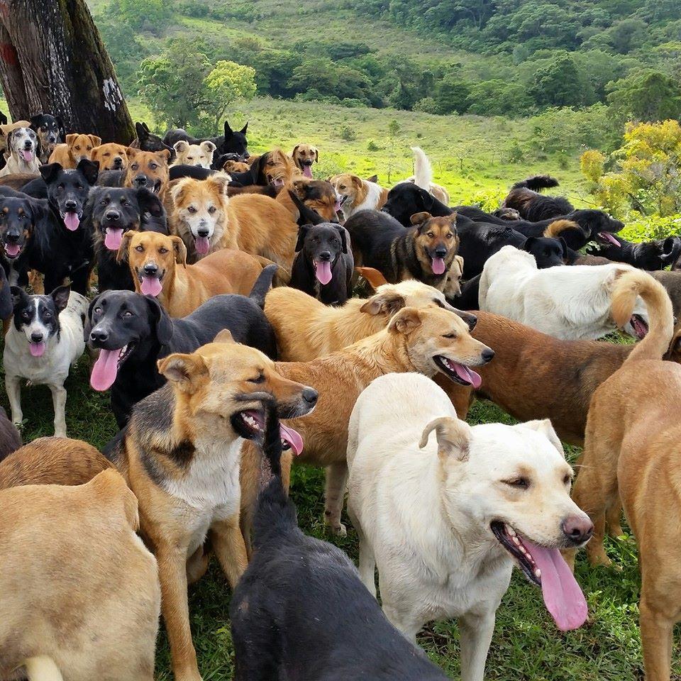 Territorio de Zaguates Land of the Strays