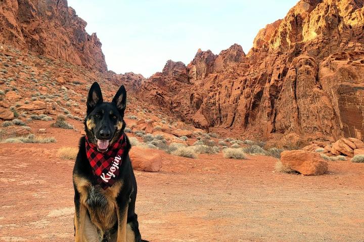 Pet Friendly Valley of Fire State Park
