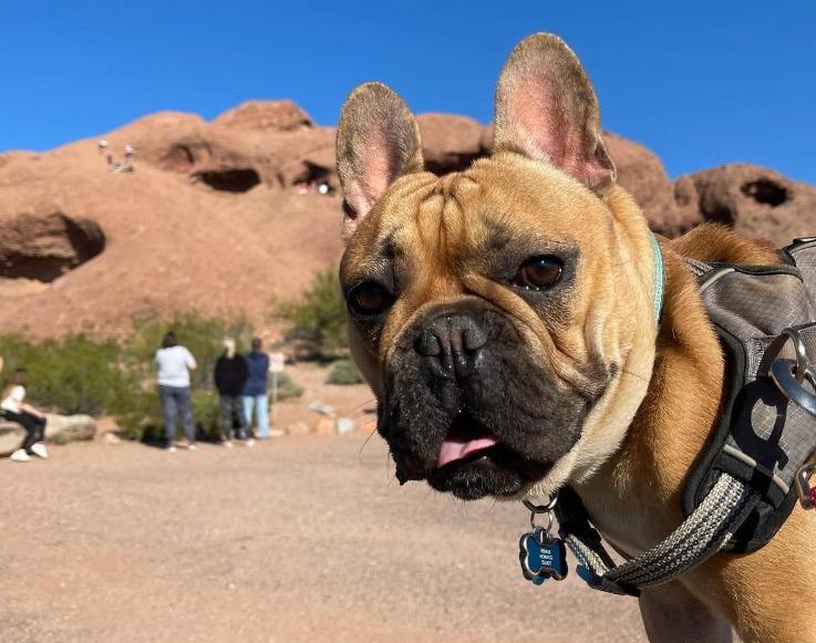 Pet Friendly Hole-in-the-Rock Trail at Papago Park