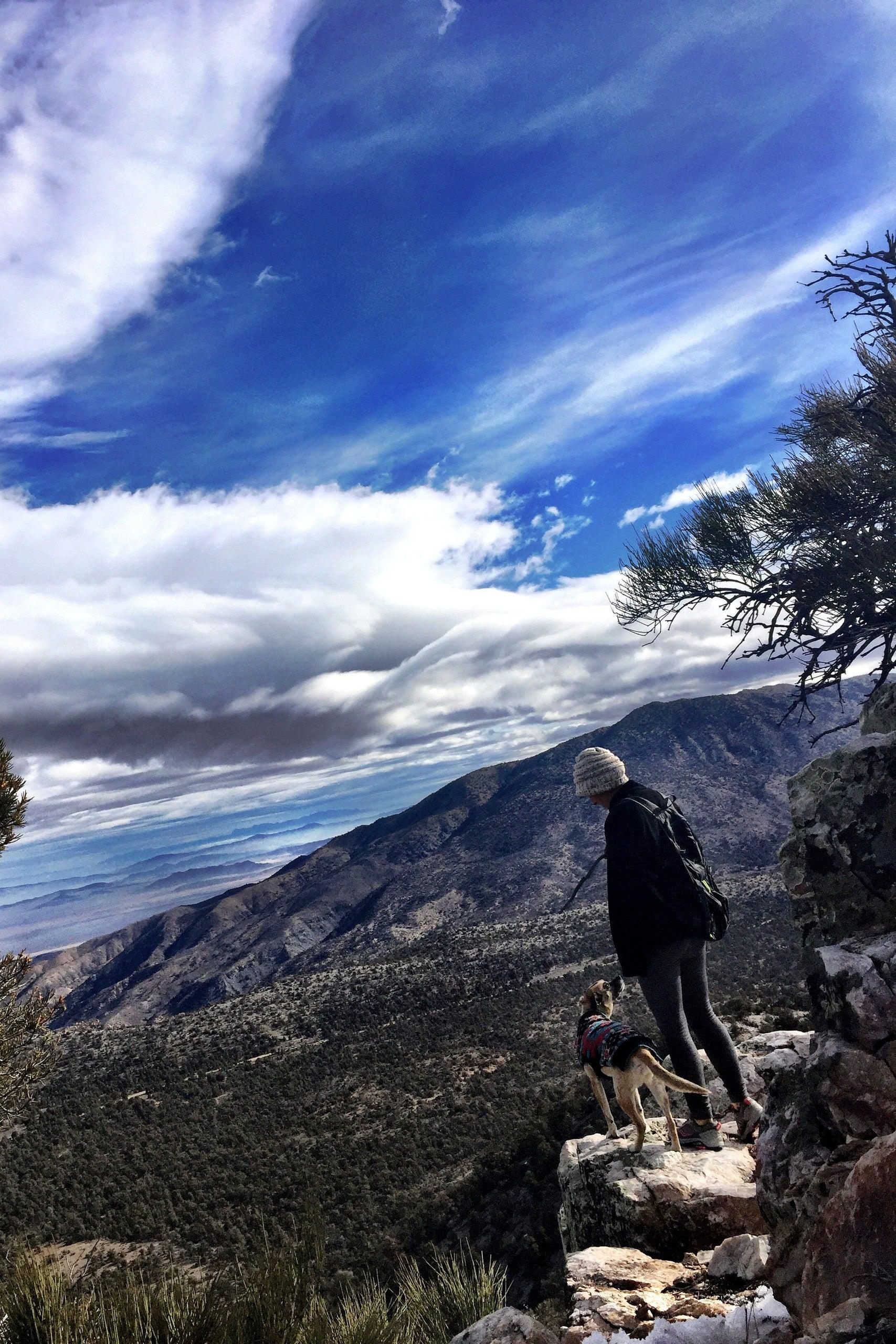 Pet Friendly Encounter Wild Burros on a Hike with a Local