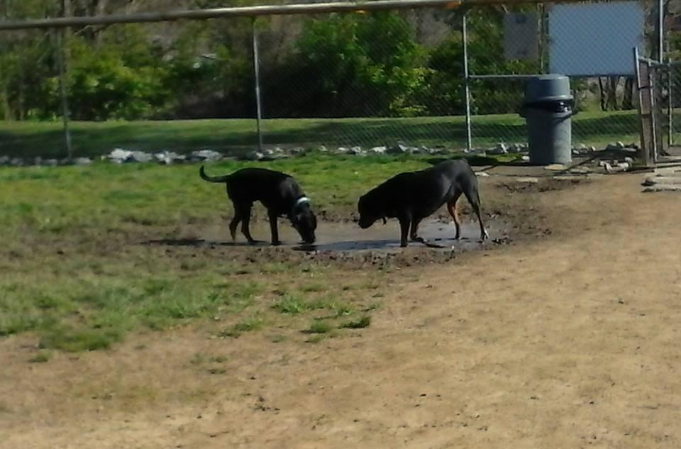 Pet Friendly East State Dog Park