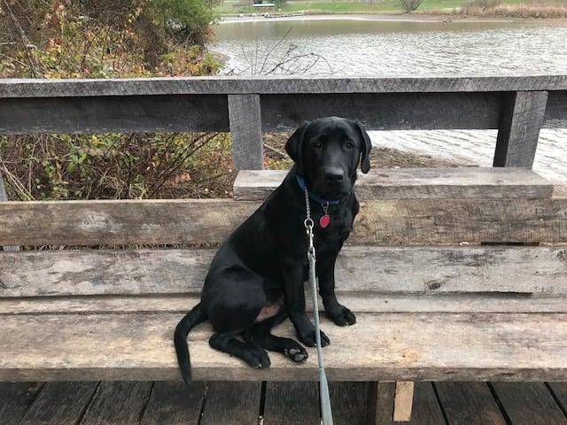 Pet Friendly Strouds Run State Park