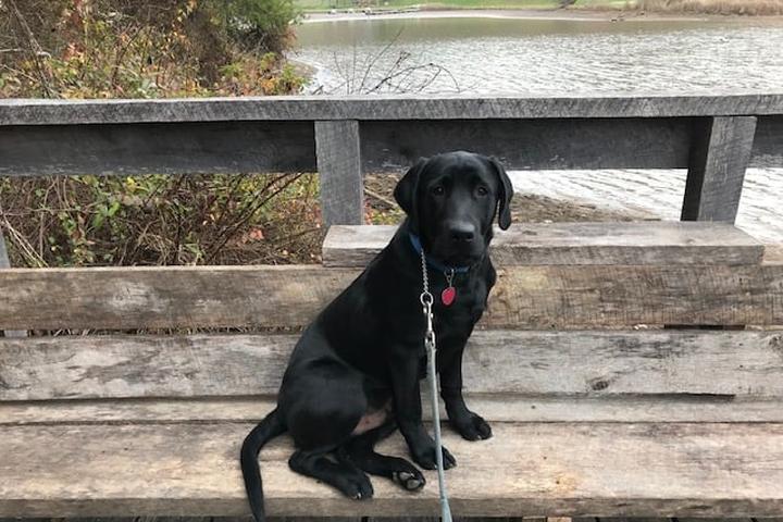 Pet Friendly Strouds Run State Park