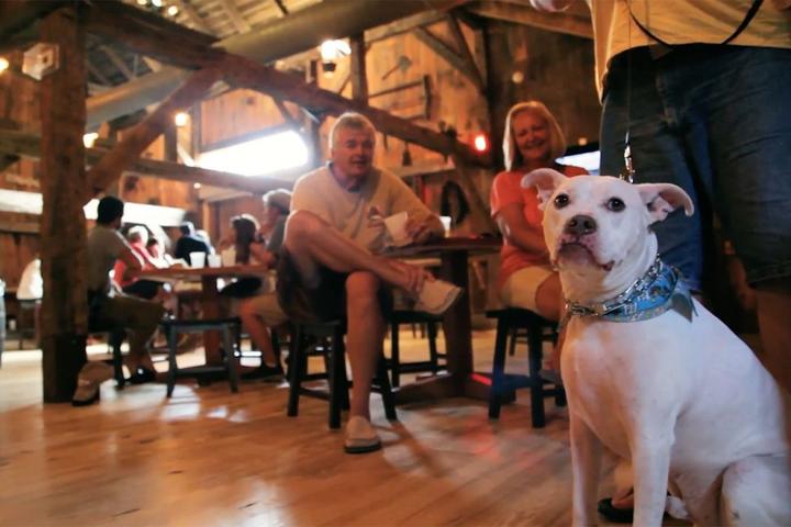 Pet Friendly Cold Spring Brewery