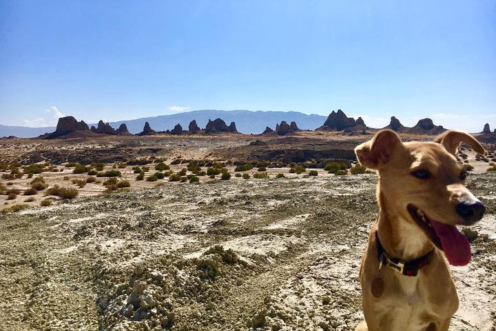 Pet Friendly Trona Pinnacles