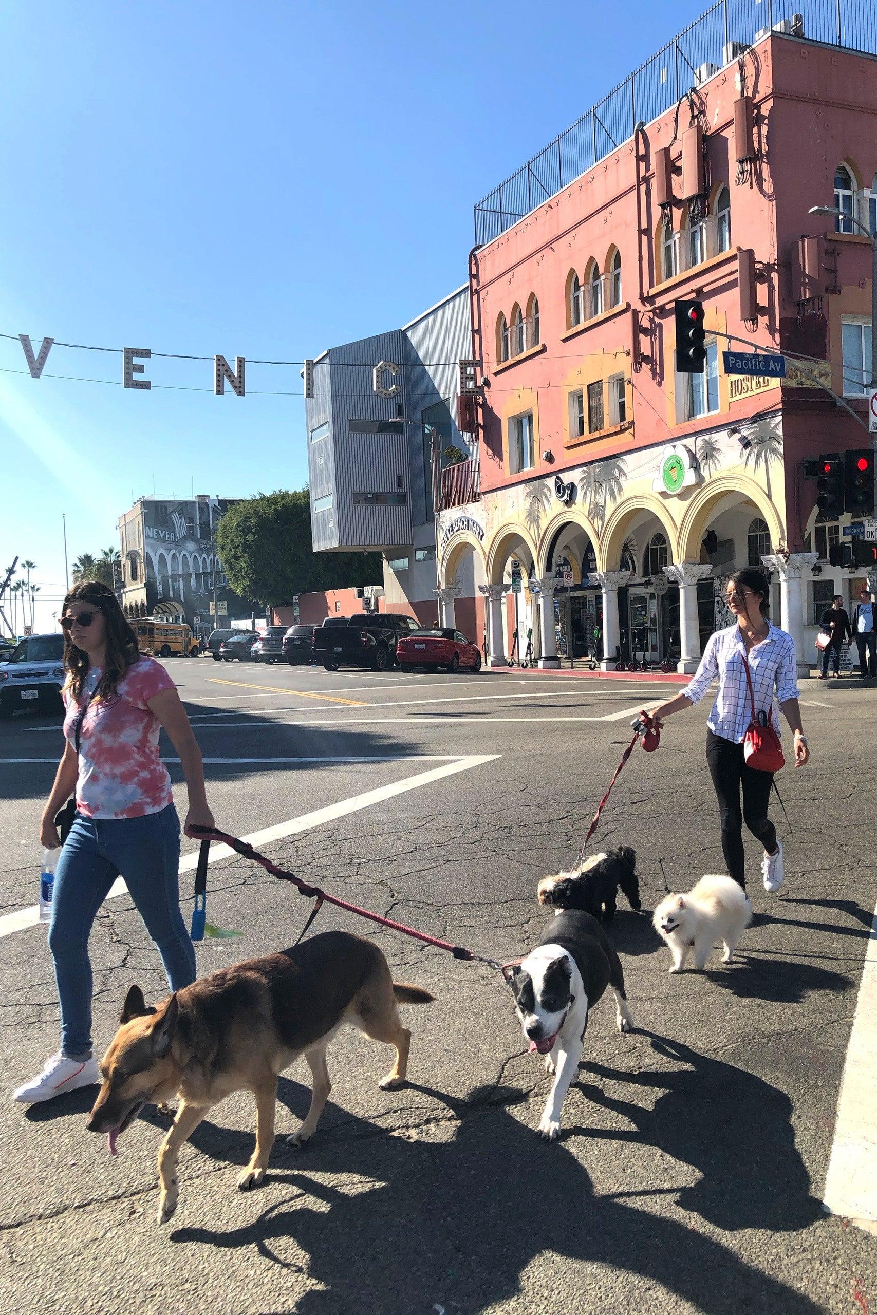 Pet Friendly Venice Beach Walking Tour with Rescue Dogs