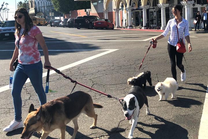 Pet Friendly Venice Beach Walking Tour with Rescue Dogs