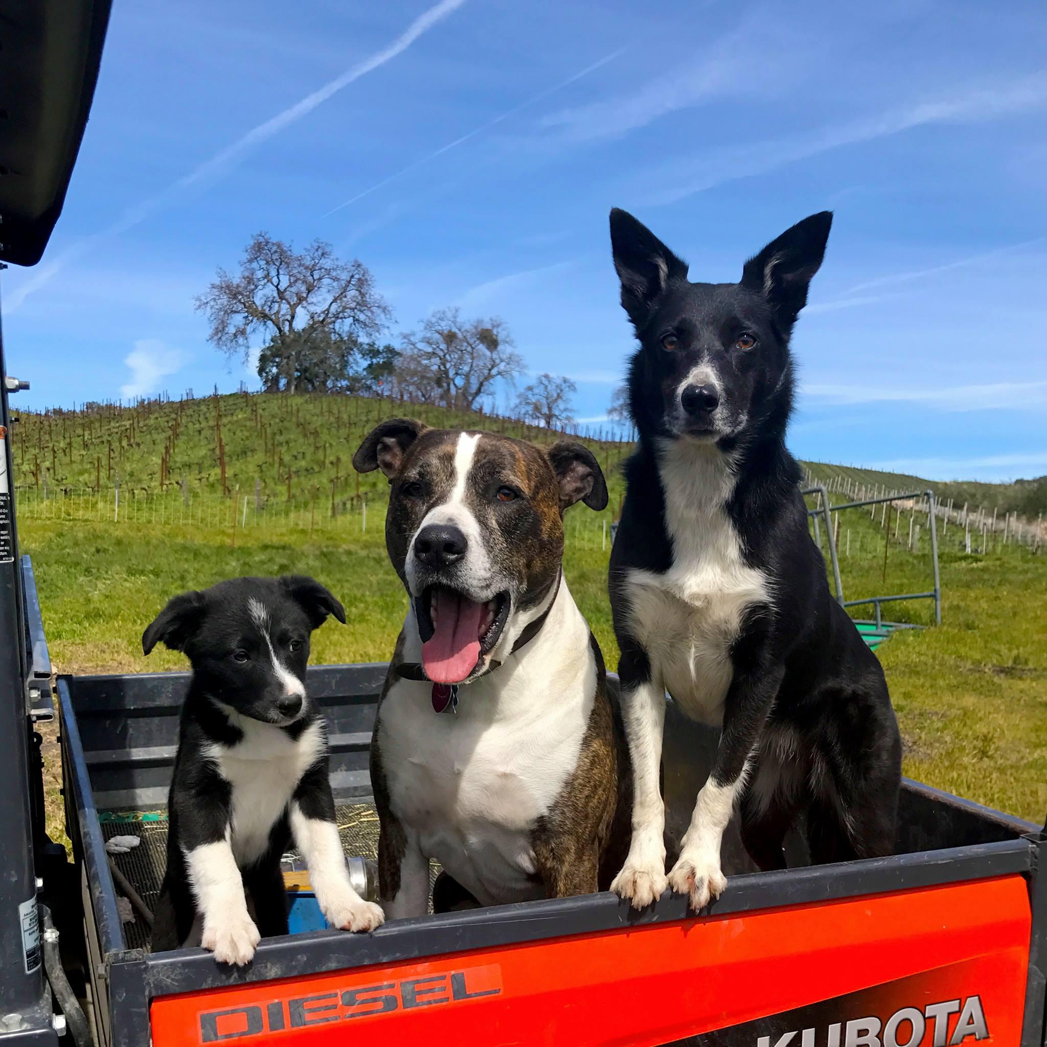 Tablas Creek Vineyard