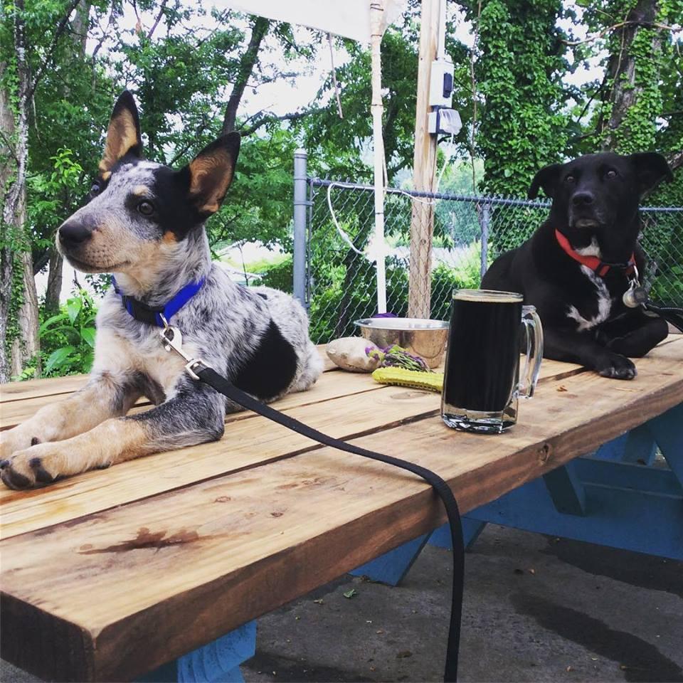 Pet Friendly Lookout Brewing Company