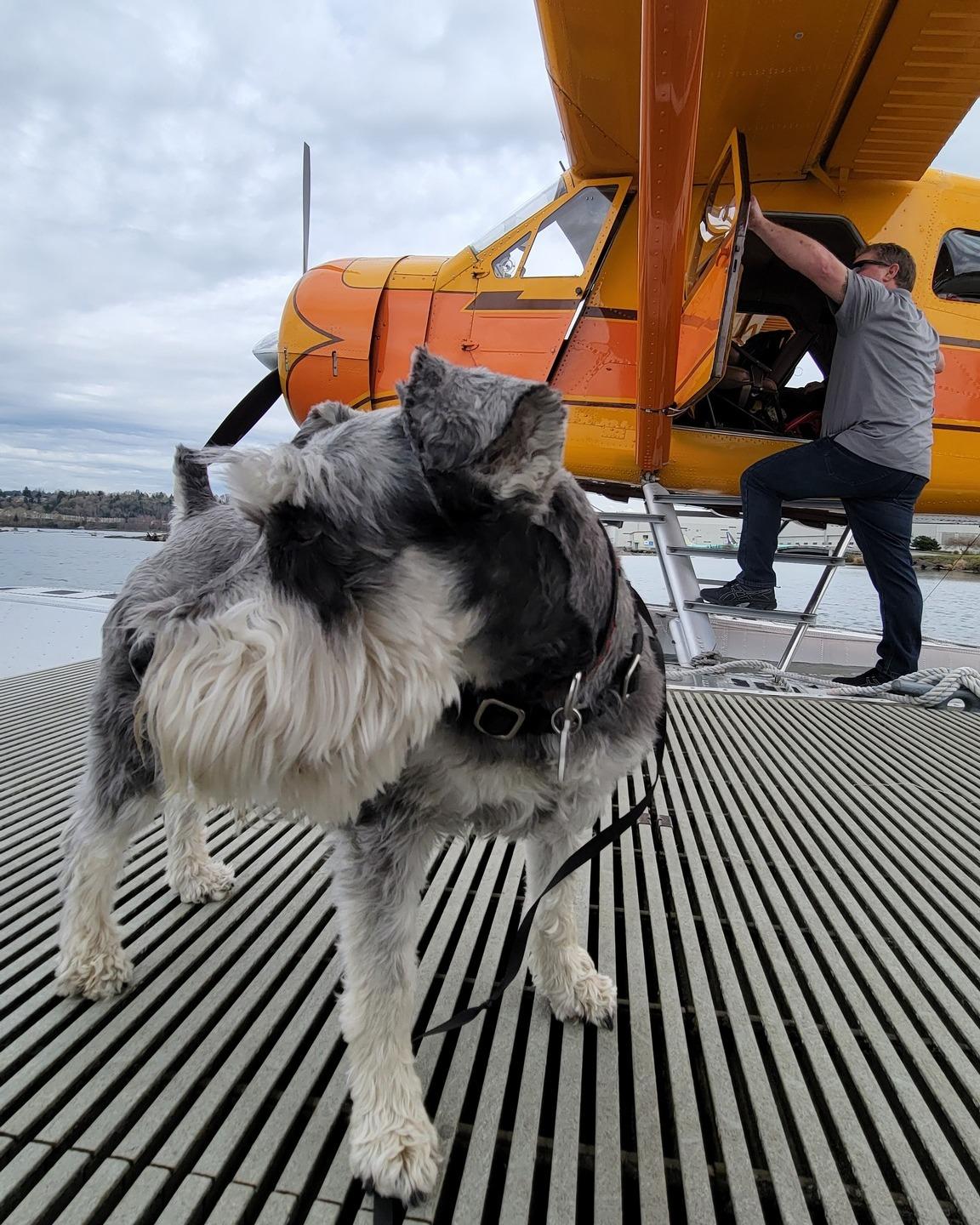 Pet Friendly Friday Harbor Seaplanes